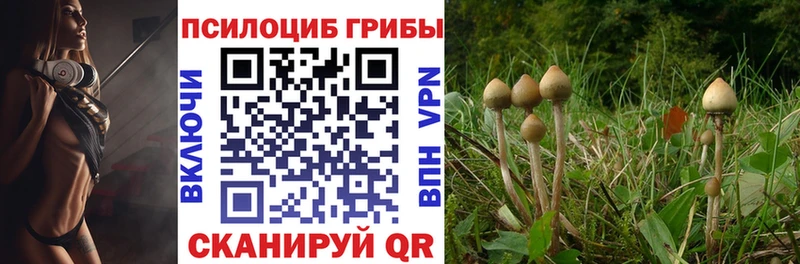 mega ссылка  Тбилисская  Галлюциногенные грибы Cubensis 